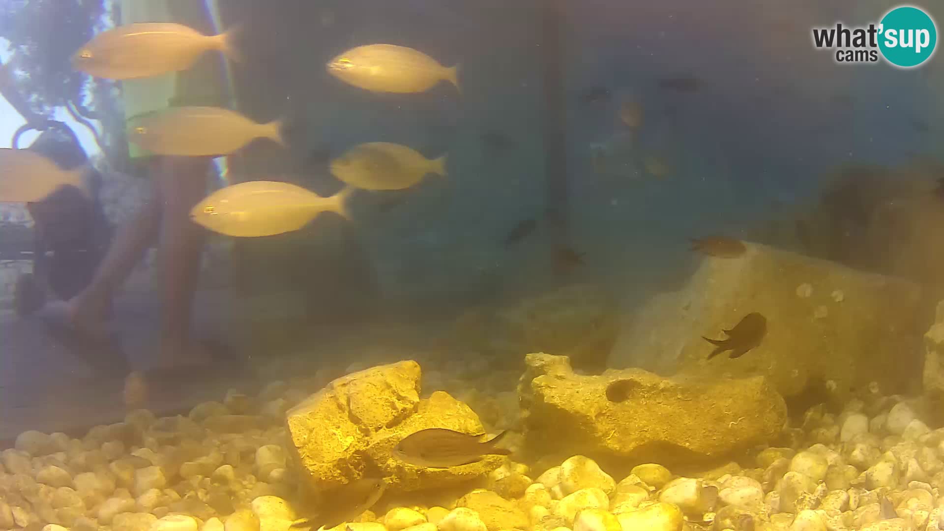 Marine Aquarium im Freien Rogoznica webcam Kroatien