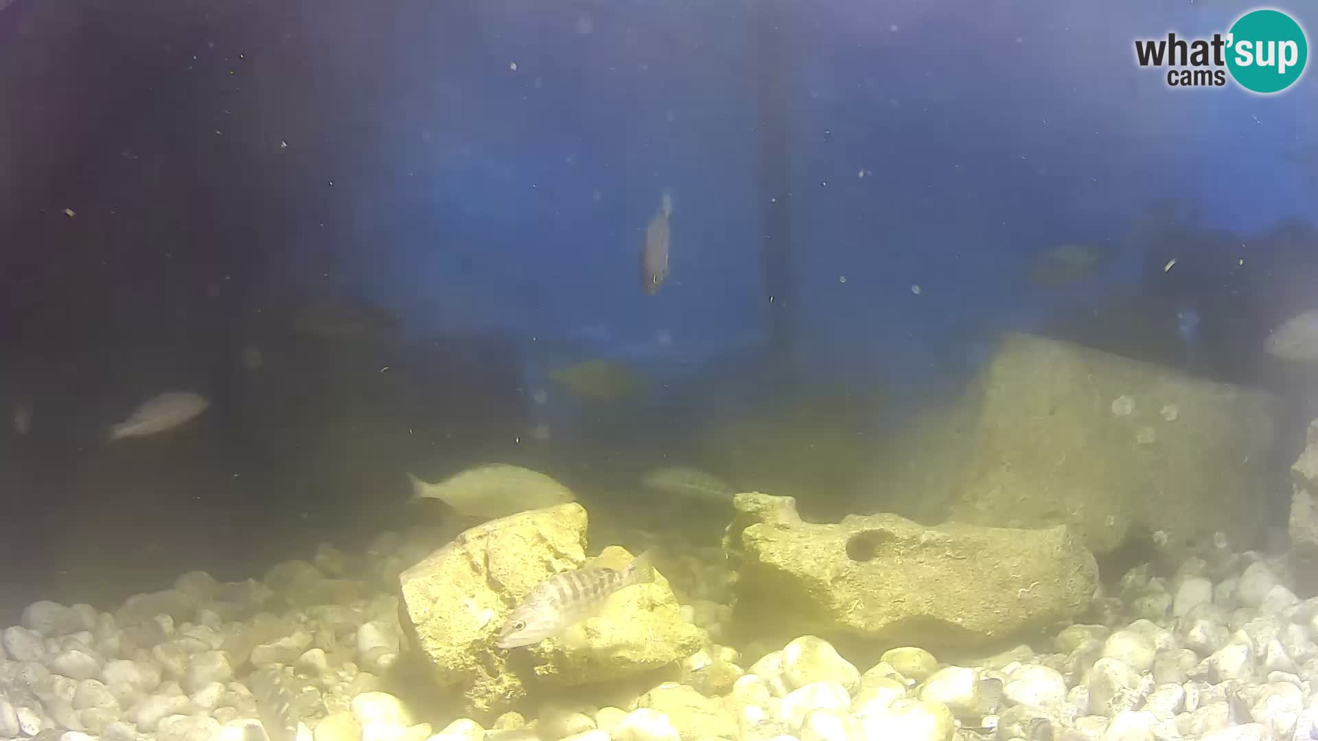 Marine Aquarium im Freien Rogoznica webcam Kroatien