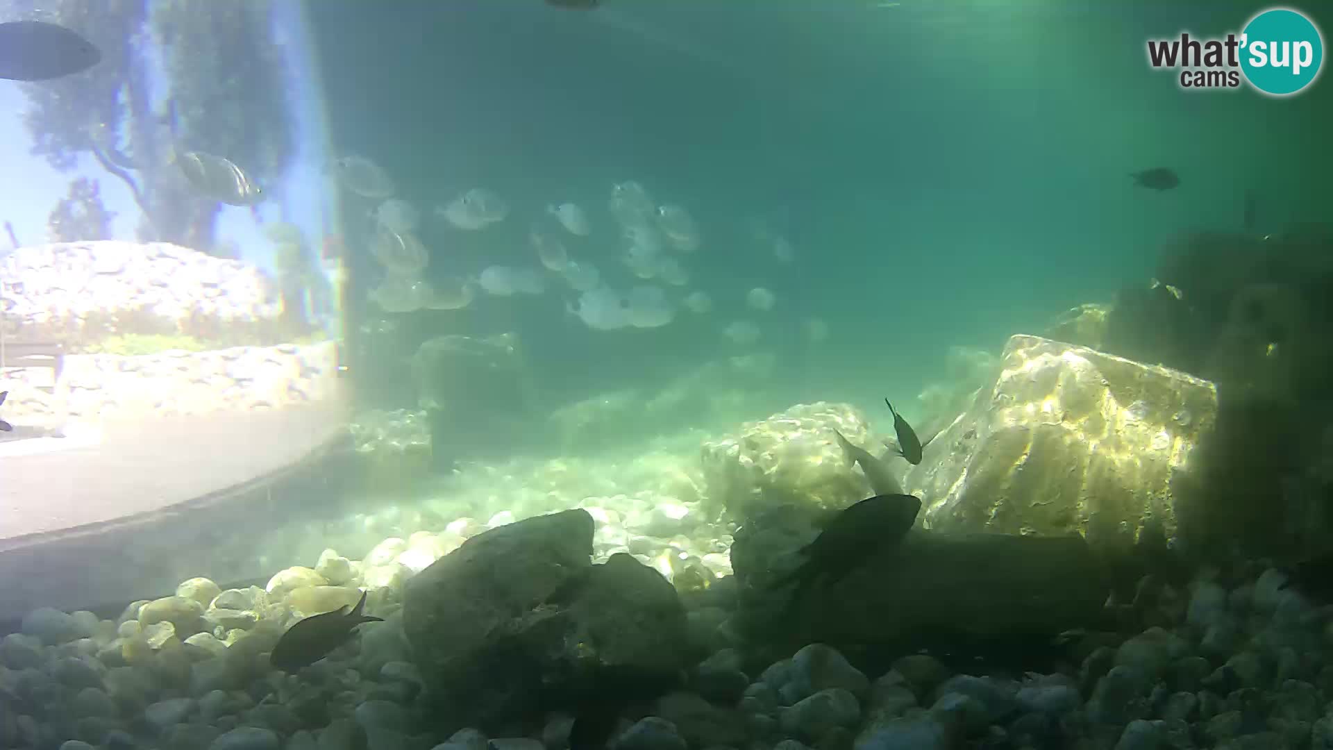 Aquario marino esterno –  Rogoznica livecam Croazia