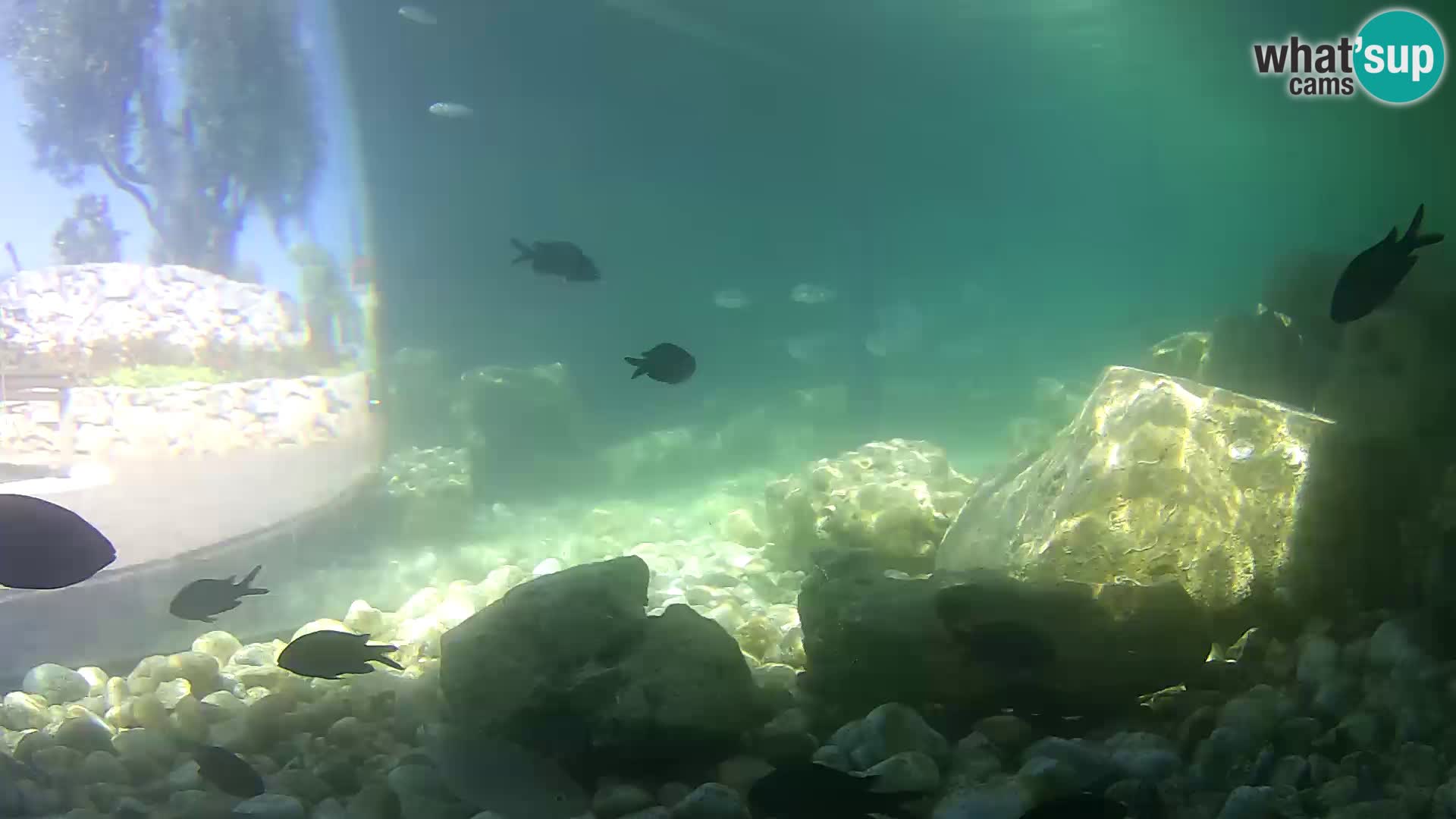 Outdoor Marine Aquarium Rogoznica webcam Croatia