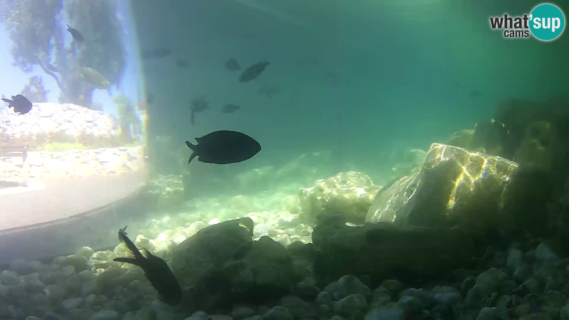 Webcam de l’aquarium marin extérieur de Rogoznica Croatie
