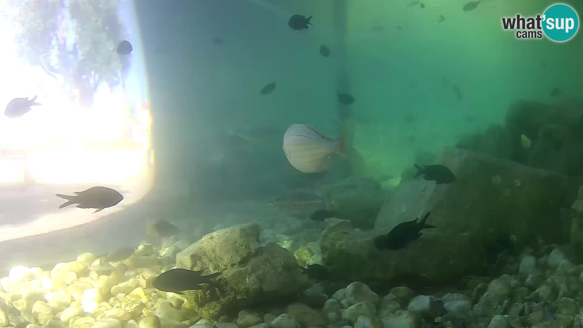 Marine Aquarium im Freien Rogoznica webcam Kroatien