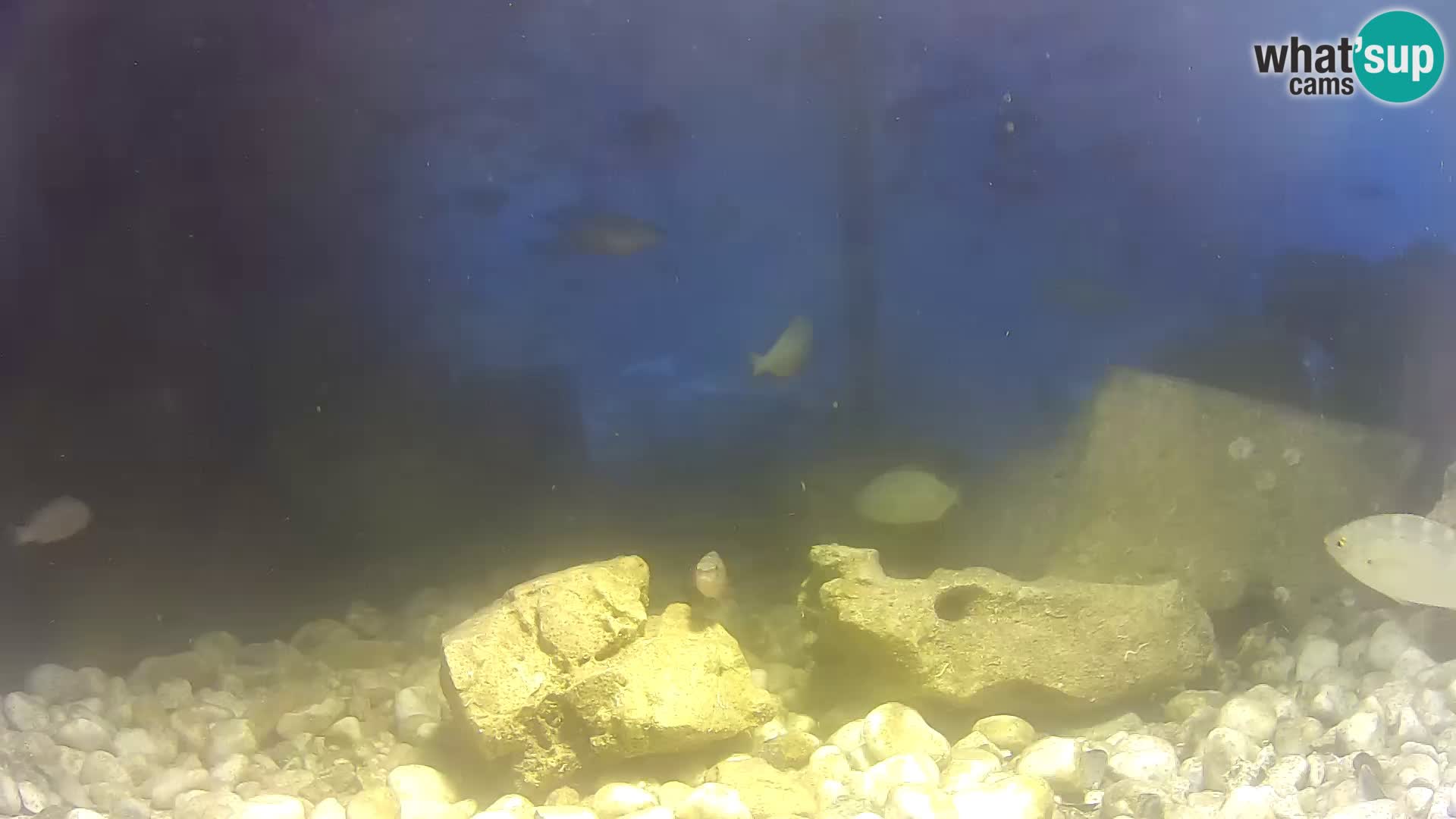 Marine Aquarium im Freien Rogoznica webcam Kroatien