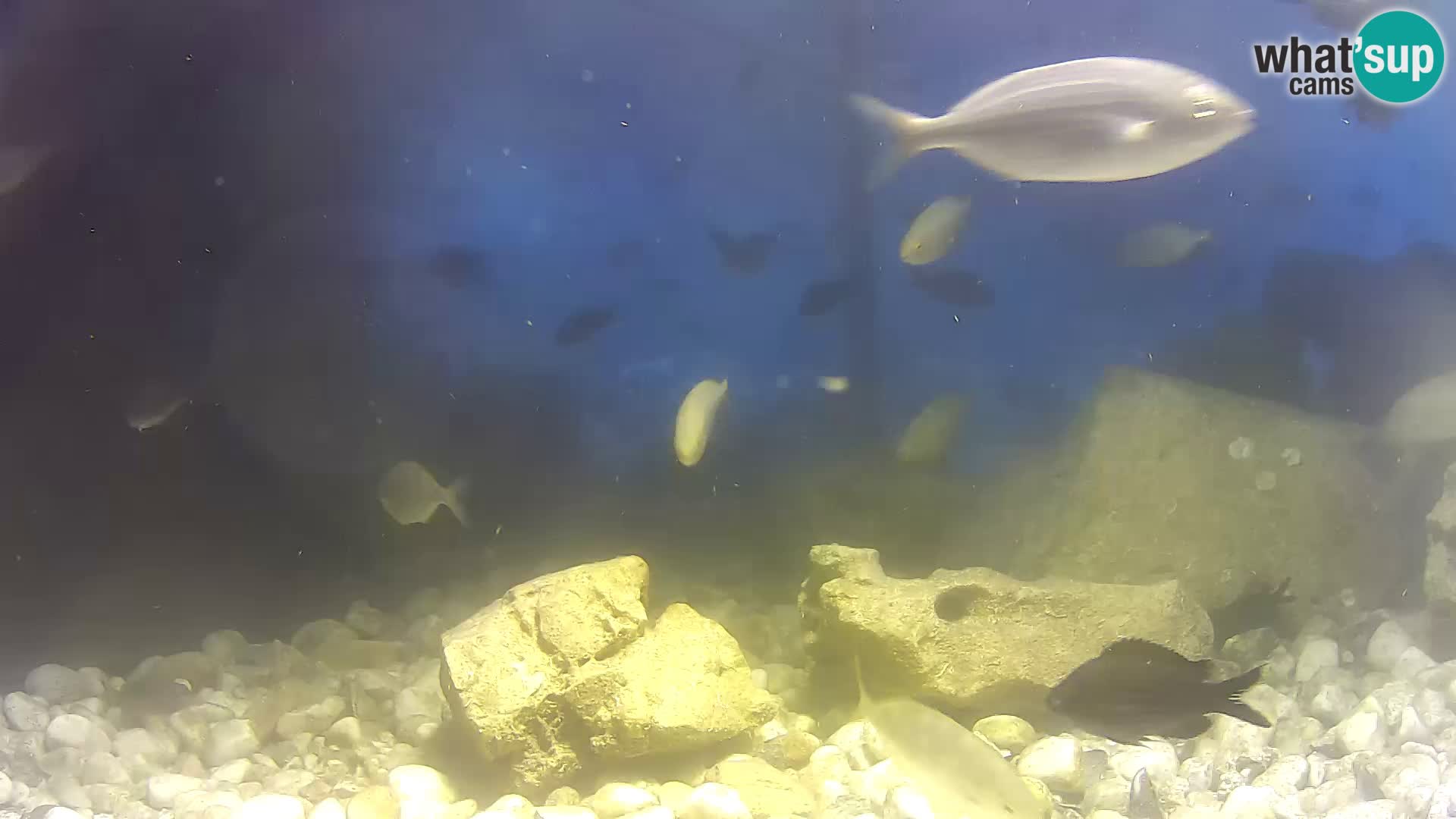 Zunanji morski akvarij Rogoznica spletna kamera Hrvaška