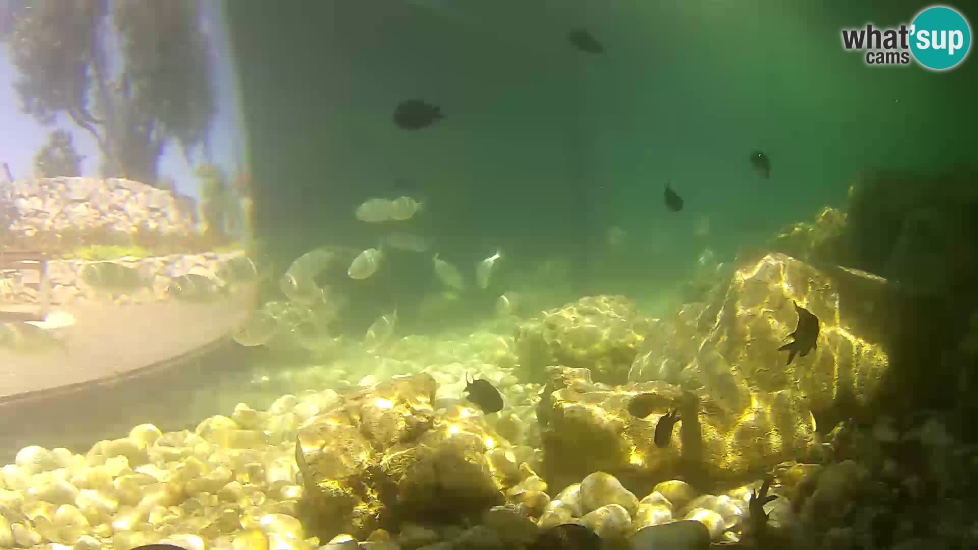 Zunanji morski akvarij Rogoznica spletna kamera Hrvaška