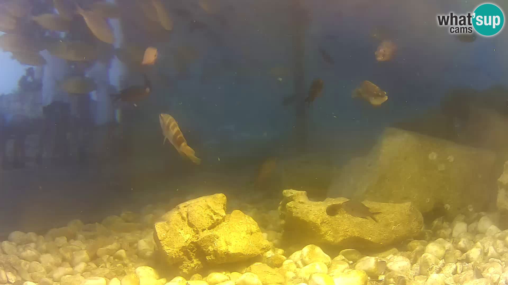Zunanji morski akvarij Rogoznica spletna kamera Hrvaška