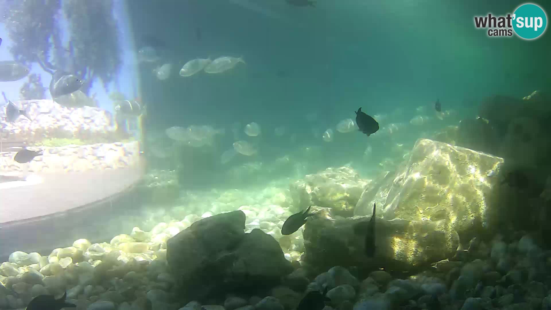 Webcam de l’aquarium marin extérieur de Rogoznica Croatie