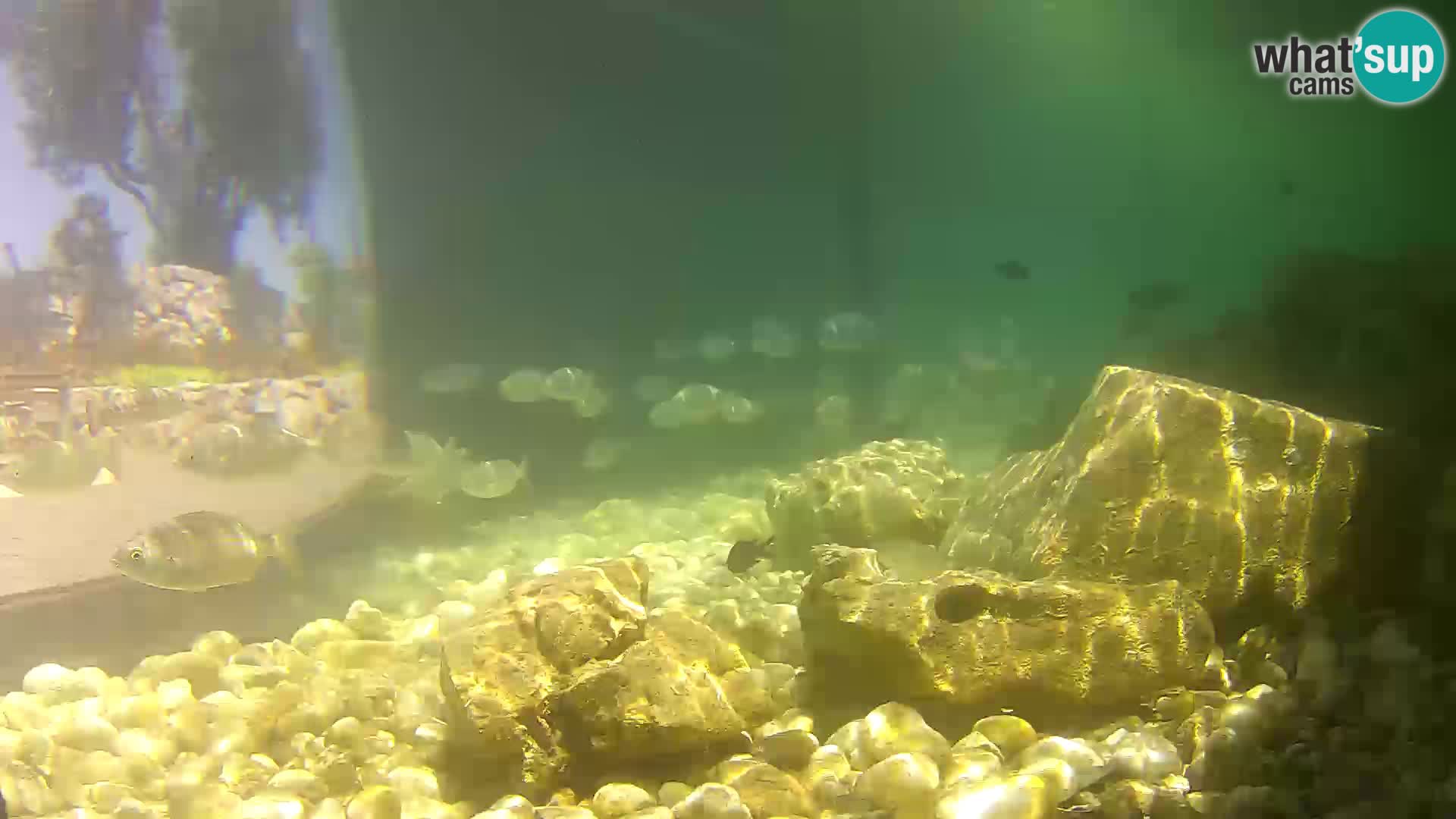 Zunanji morski akvarij Rogoznica spletna kamera Hrvaška