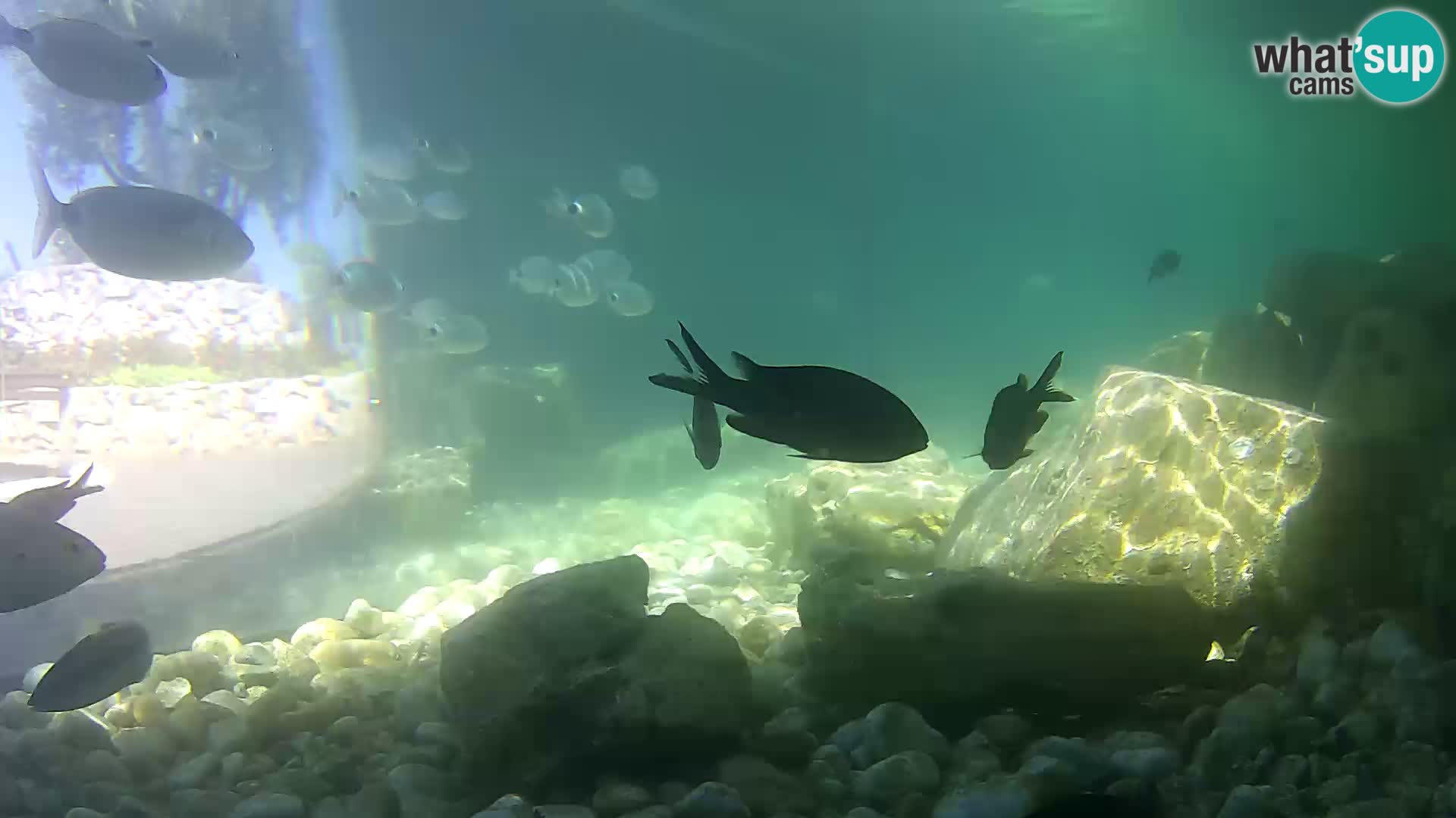 Aquario marino esterno –  Rogoznica livecam Croazia