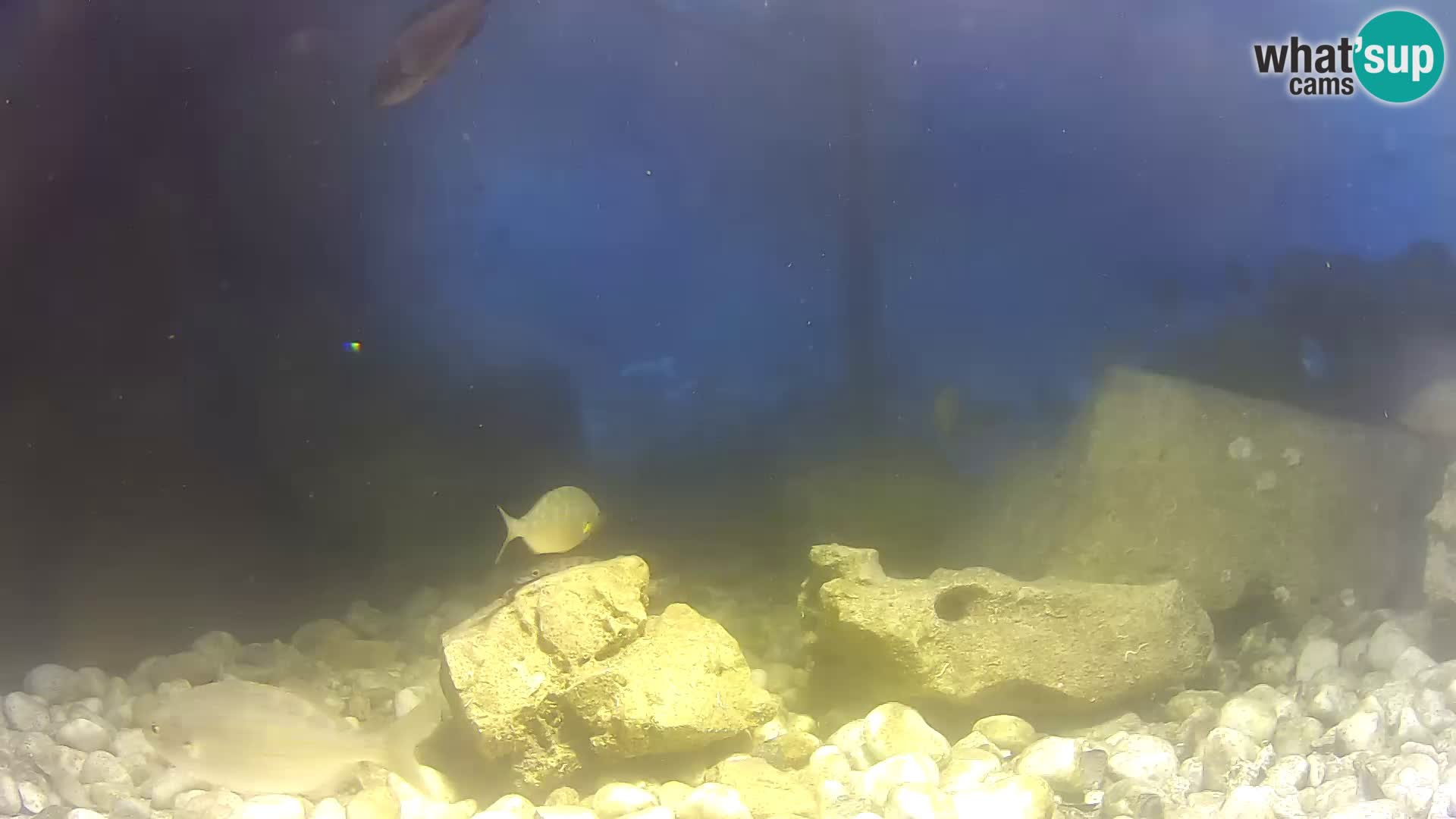Aquario marino esterno –  Rogoznica livecam Croazia