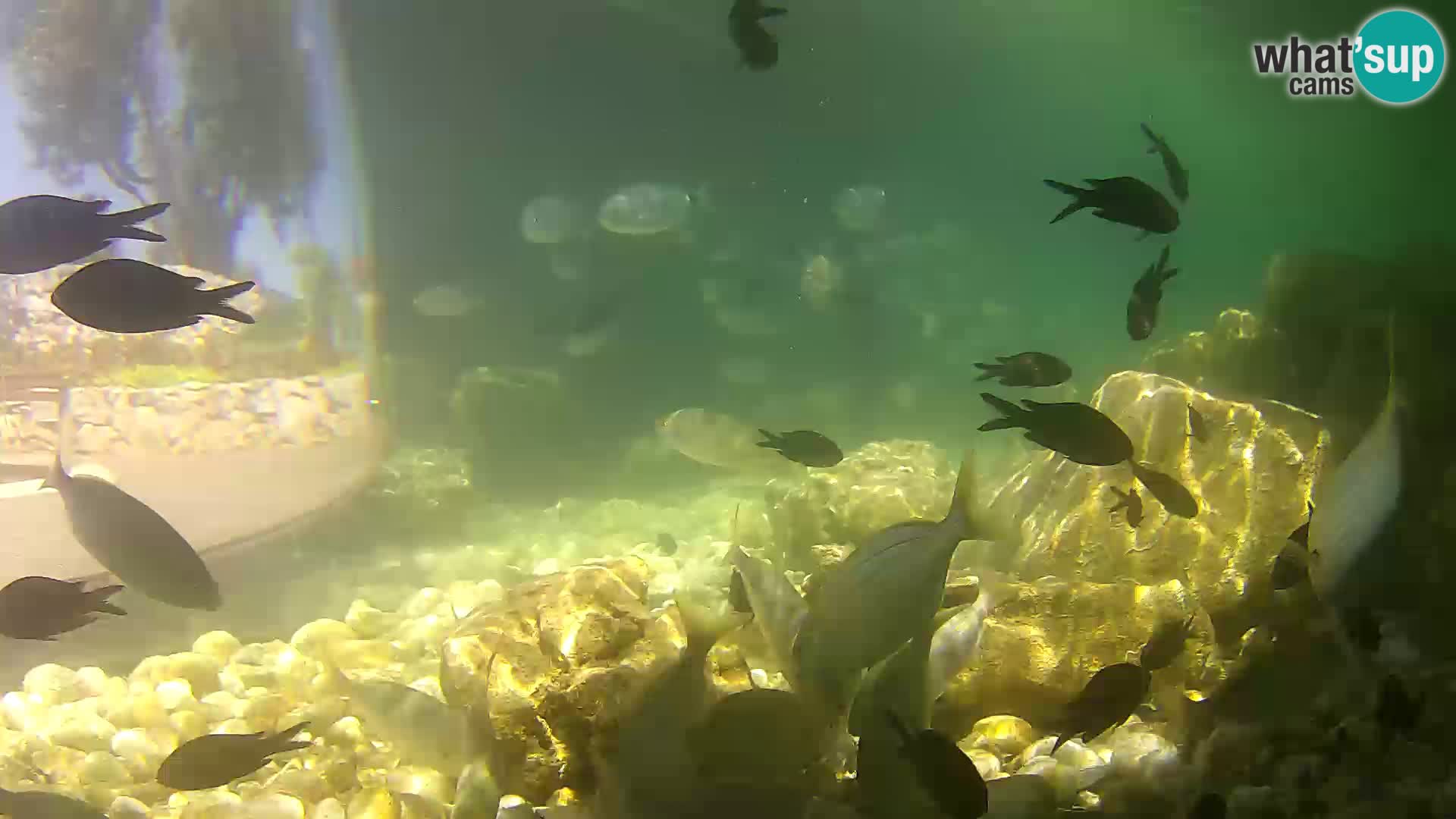 Webcam de l’aquarium marin extérieur de Rogoznica Croatie