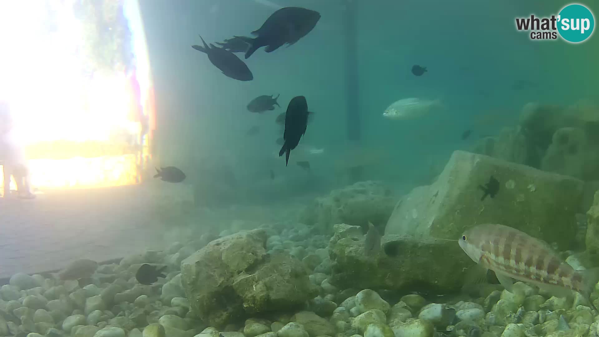Acuario marino al aire libre Rogoznica webcam Croacia