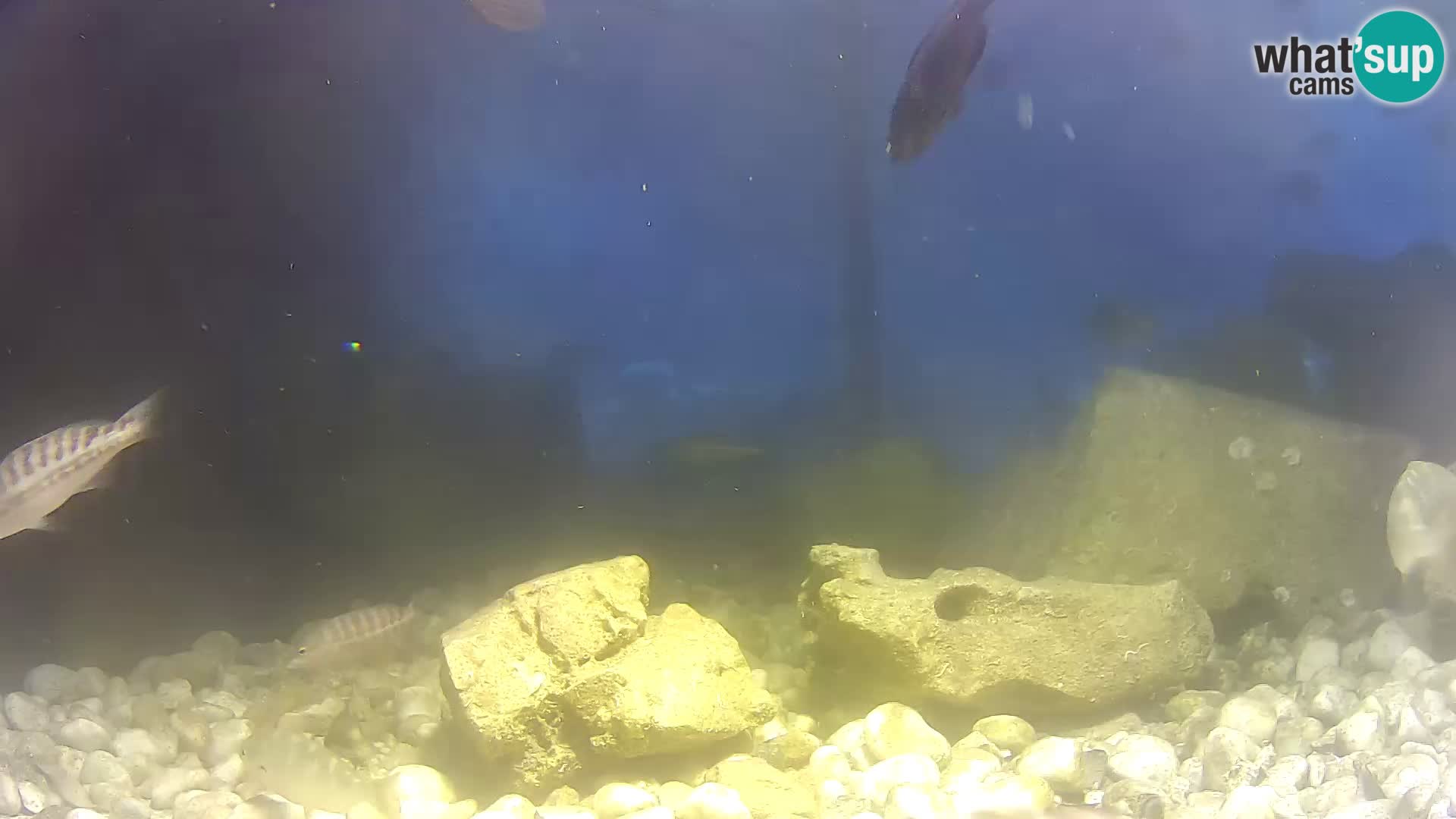 Webcam de l’aquarium marin extérieur de Rogoznica Croatie