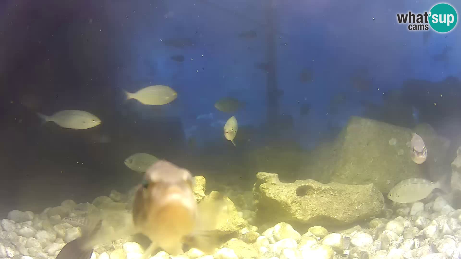 Webcam de l’aquarium marin extérieur de Rogoznica Croatie