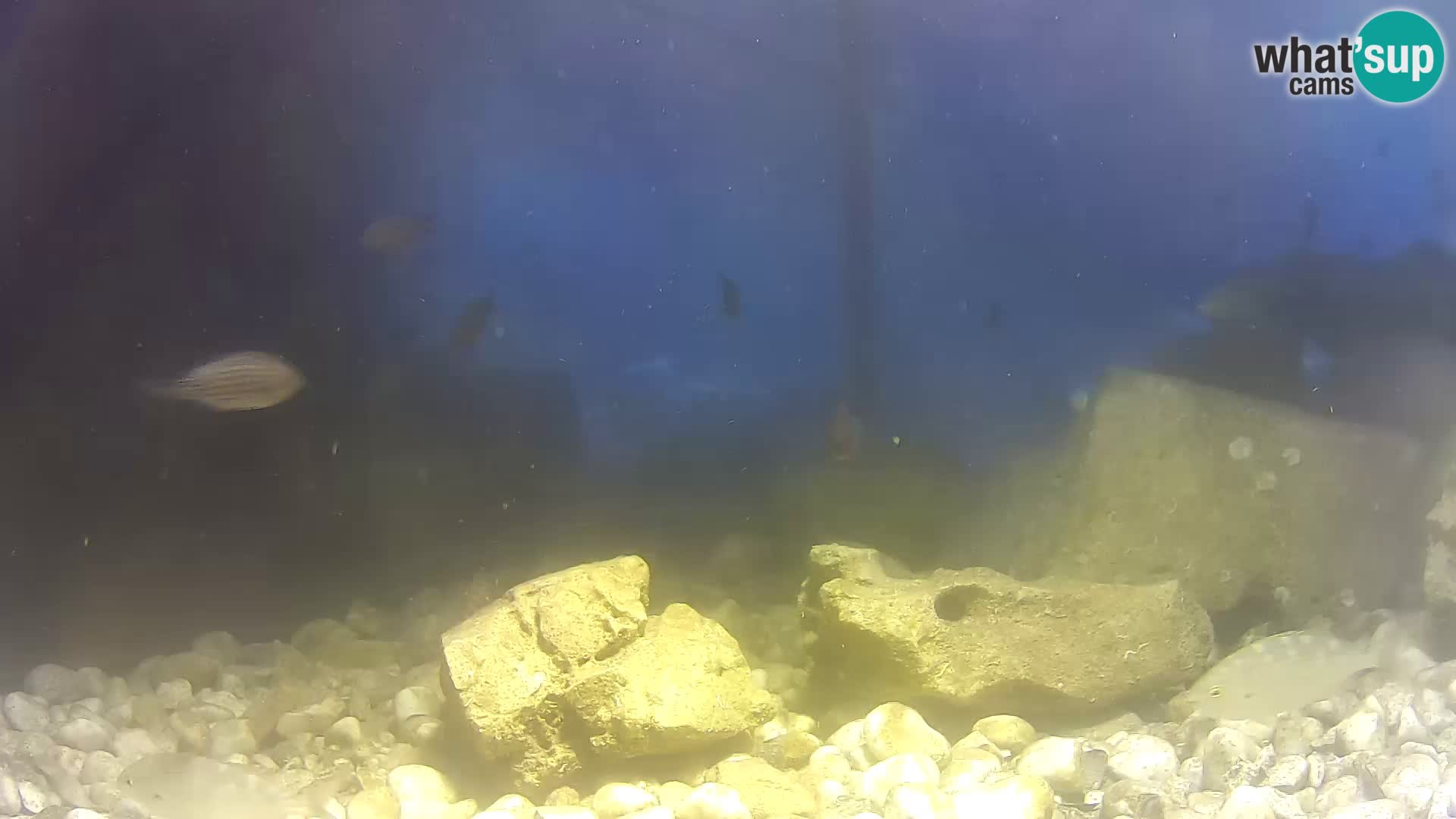 Acuario marino al aire libre Rogoznica webcam Croacia