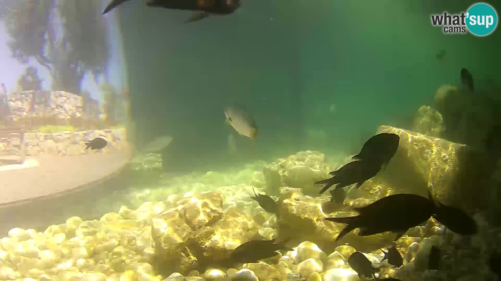 Marine Aquarium im Freien Rogoznica webcam Kroatien