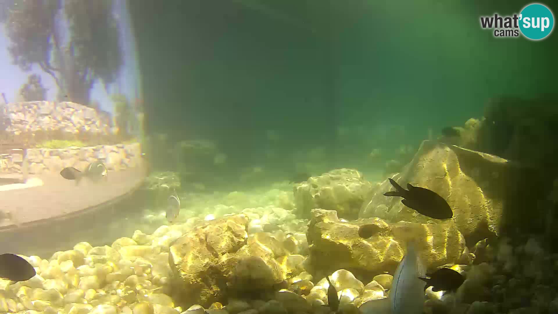 Marine Aquarium im Freien Rogoznica webcam Kroatien