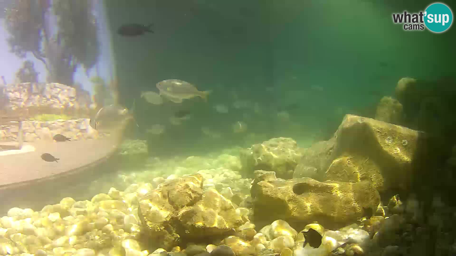 Acuario marino al aire libre Rogoznica webcam Croacia