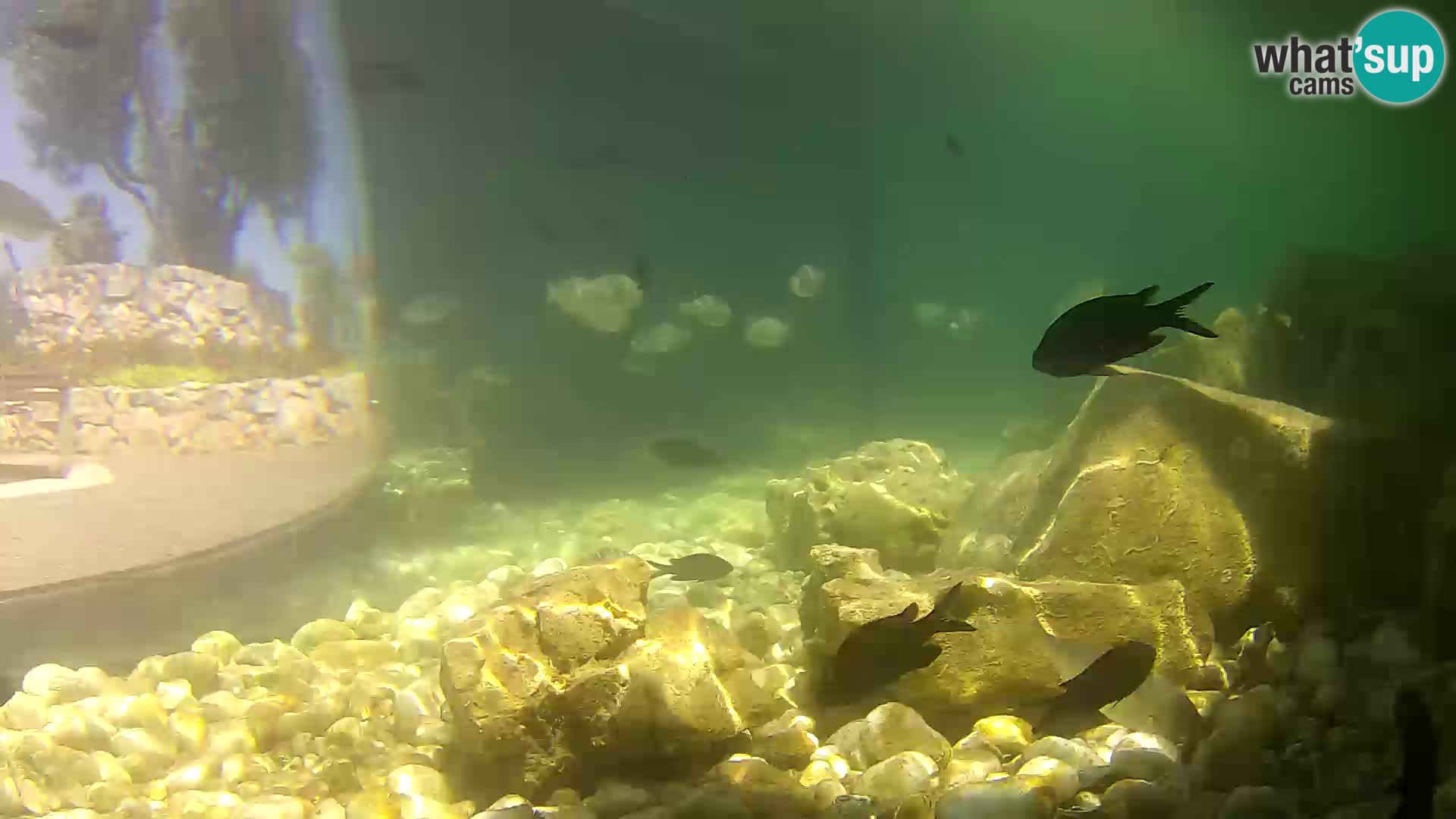 Webcam de l’aquarium marin extérieur de Rogoznica Croatie