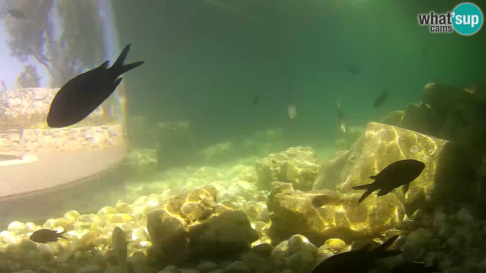 Acuario marino al aire libre Rogoznica webcam Croacia