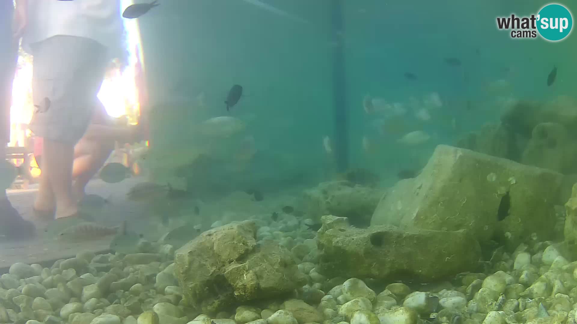 Outdoor Marine Aquarium Rogoznica webcam Croatia