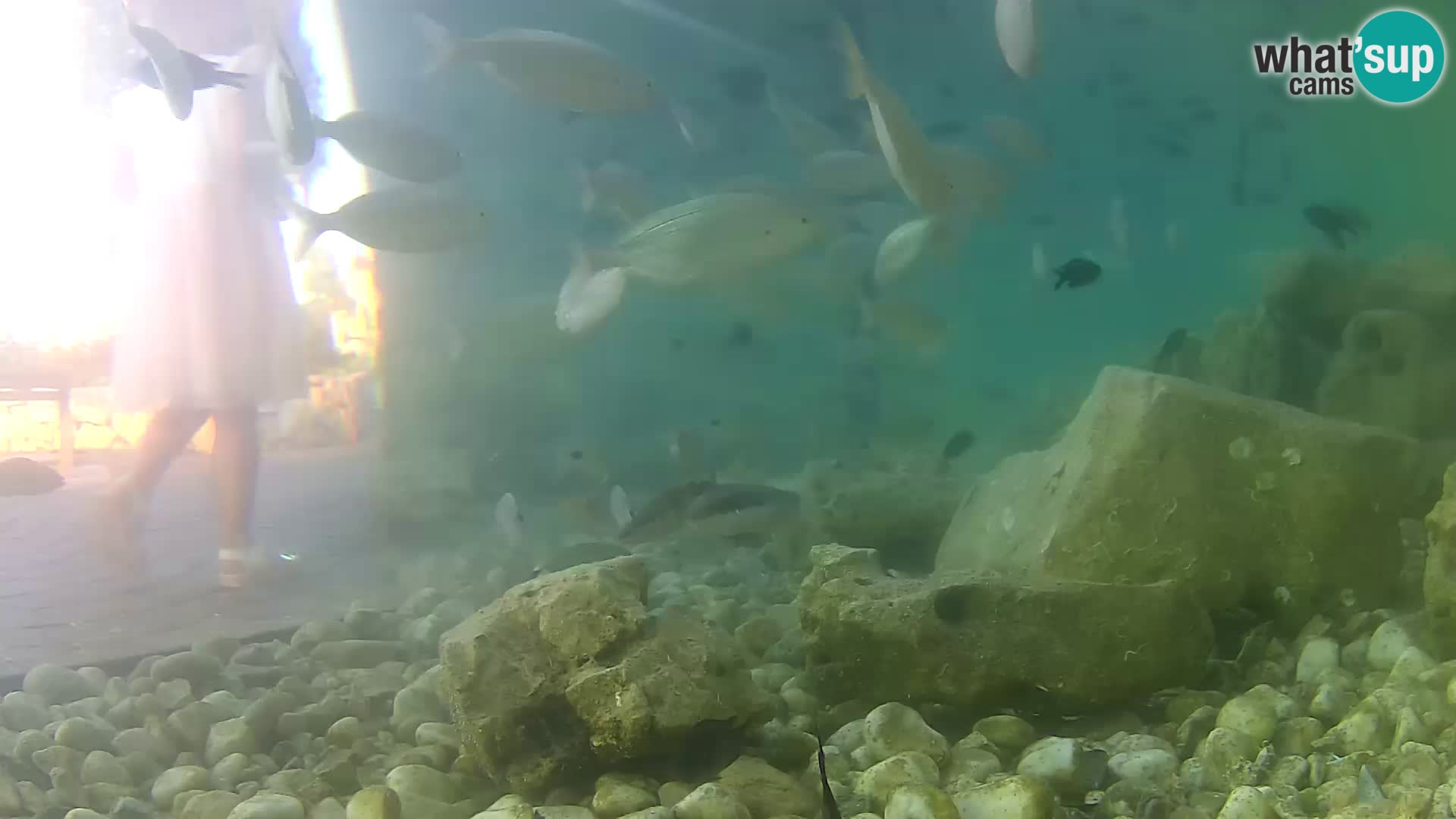 Outdoor Marine Aquarium Rogoznica webcam Croatia