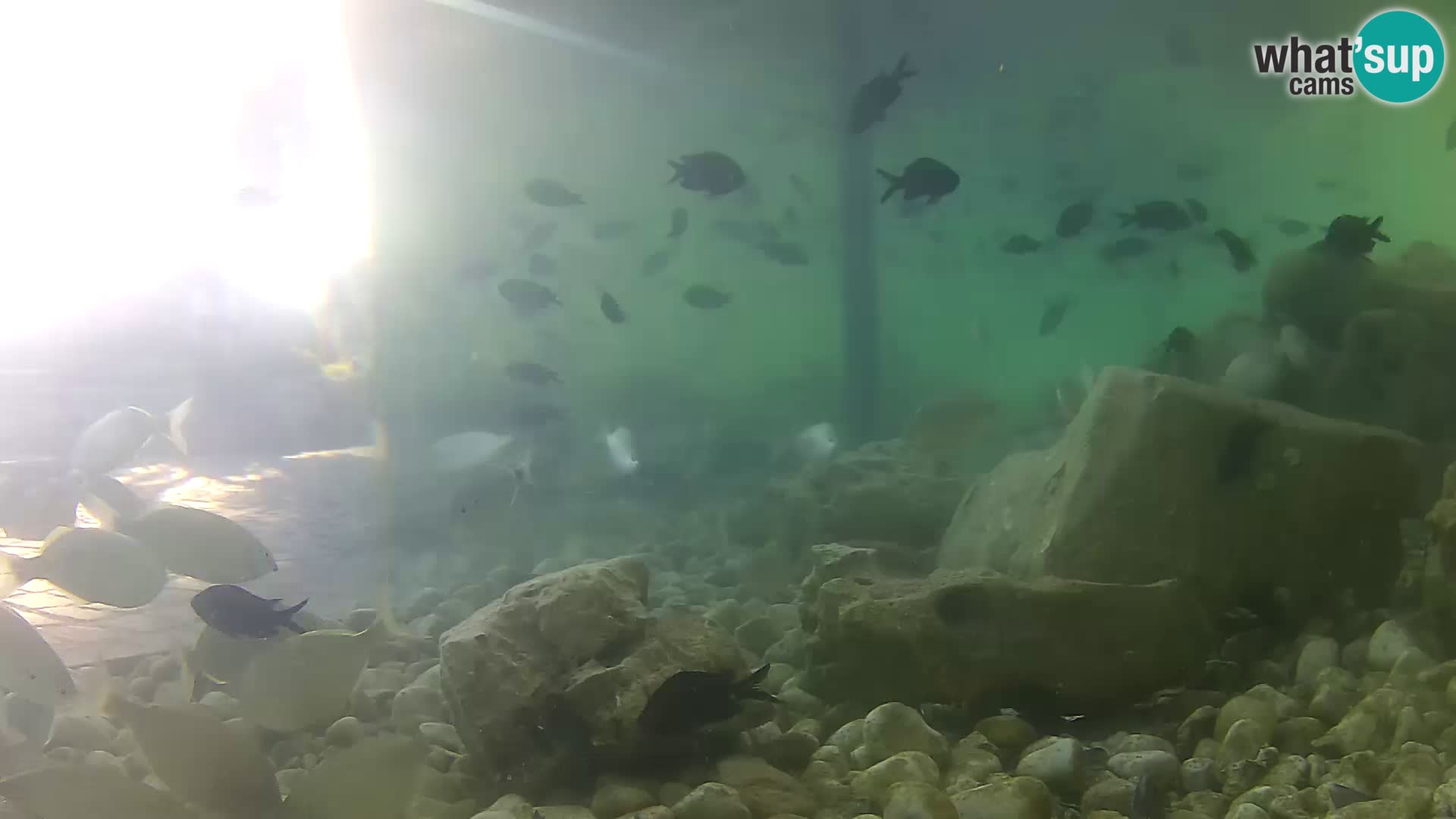 Webcam de l’aquarium marin extérieur de Rogoznica Croatie