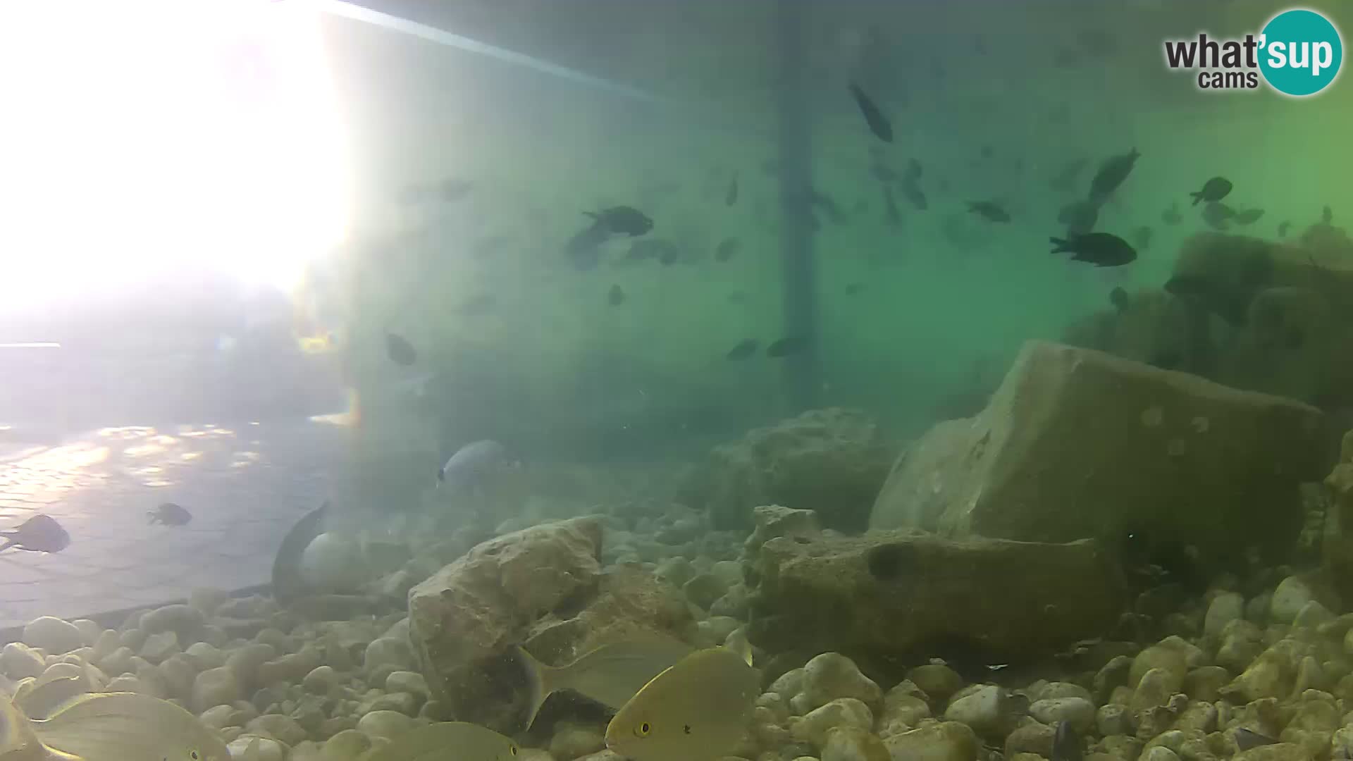 Outdoor Marine Aquarium Rogoznica webcam Croatia