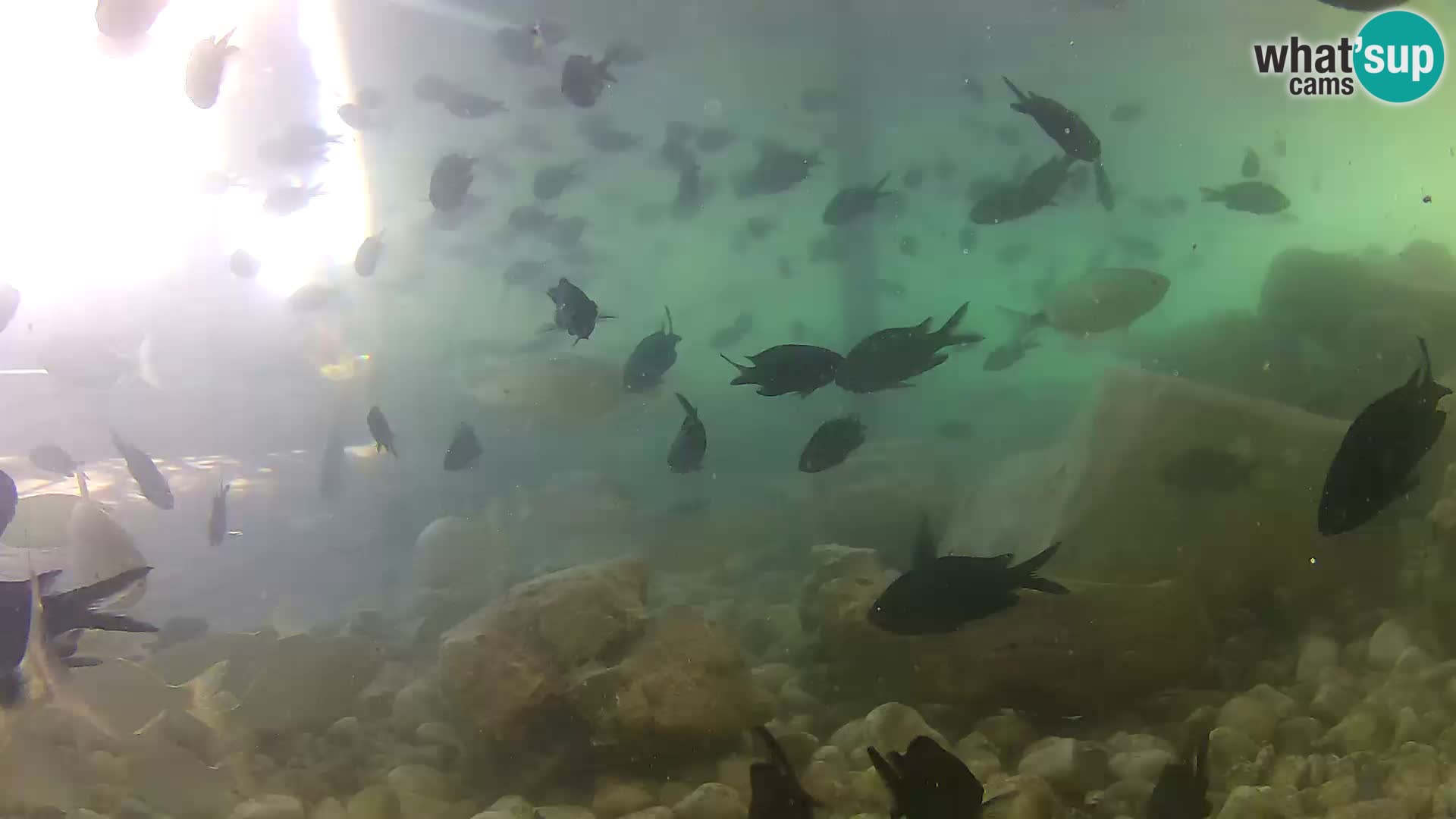 Aquario marino esterno –  Rogoznica livecam Croazia