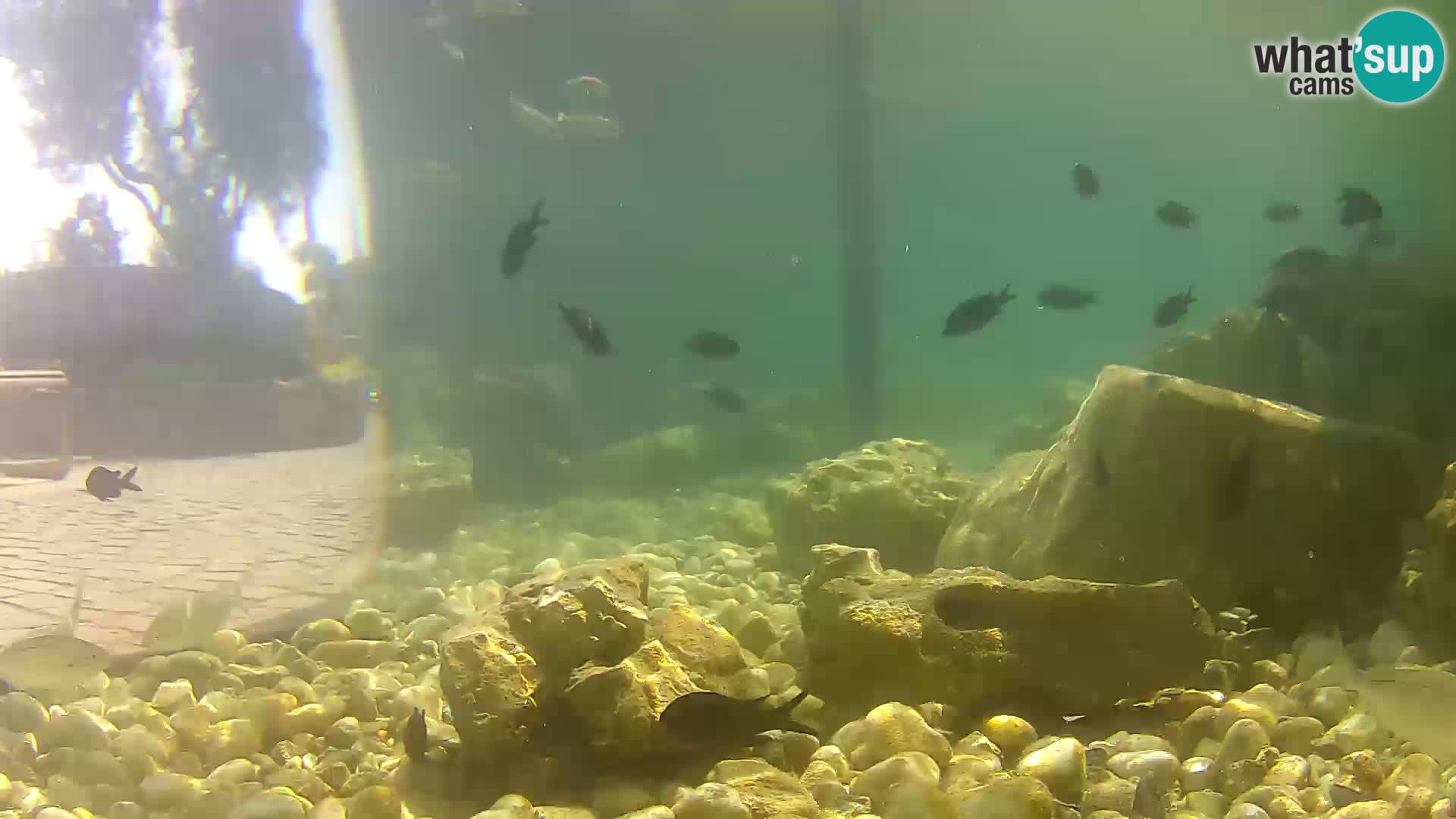 Zunanji morski akvarij Rogoznica spletna kamera Hrvaška