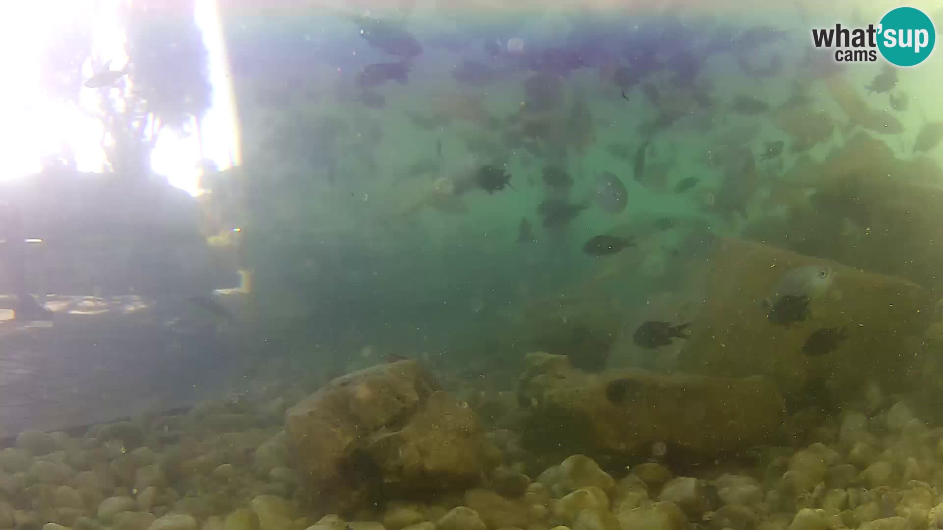 Aquario marino esterno –  Rogoznica livecam Croazia
