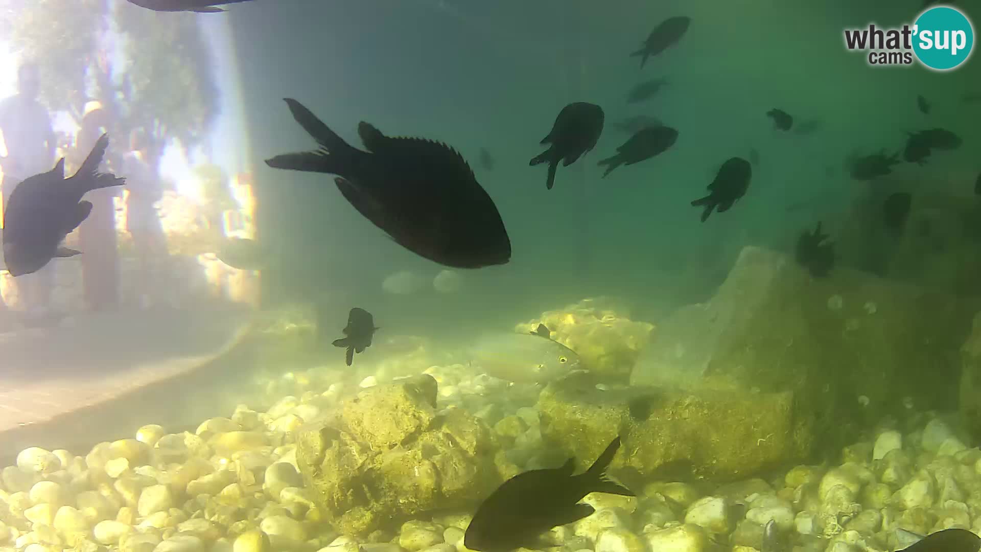 Marine Aquarium im Freien Rogoznica webcam Kroatien