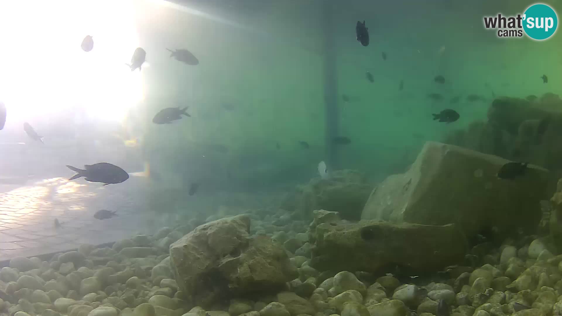 Webcam de l’aquarium marin extérieur de Rogoznica Croatie