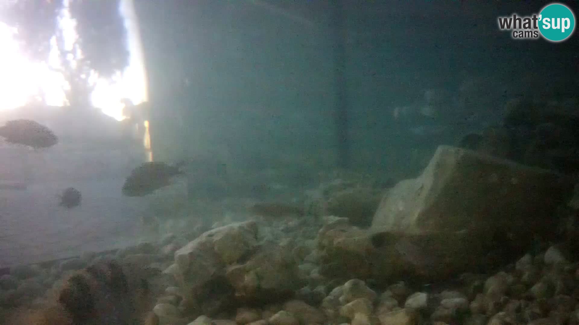Acuario marino al aire libre Rogoznica webcam Croacia