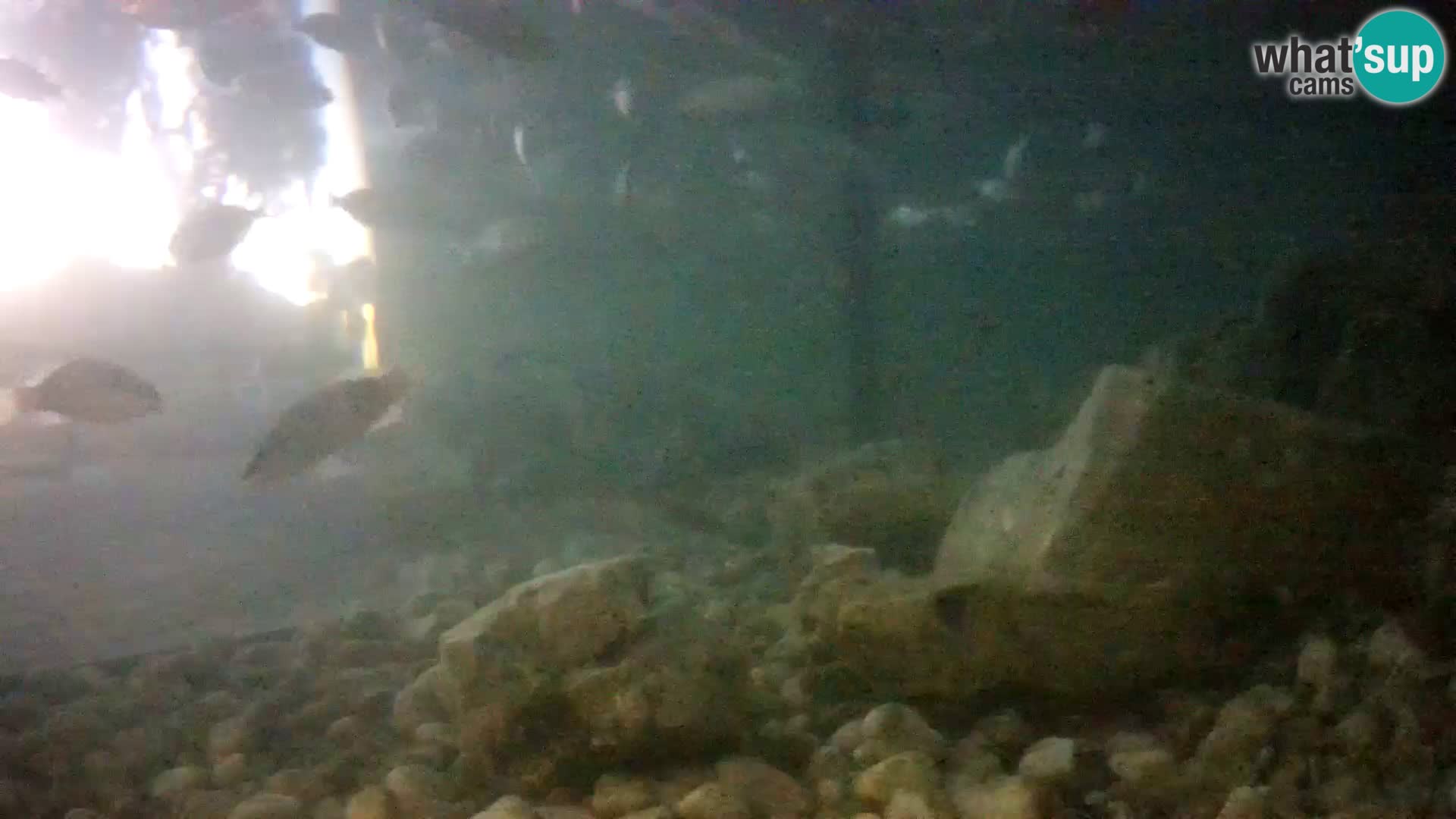 Outdoor Marine Aquarium Rogoznica webcam Croatia