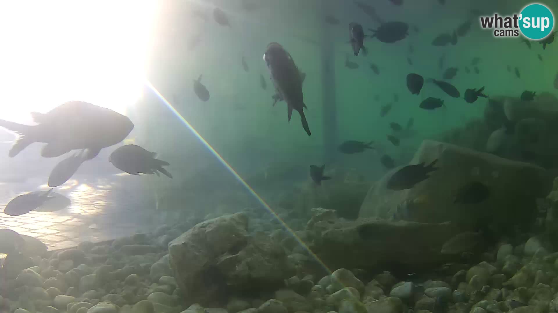 Aquario marino esterno –  Rogoznica livecam Croazia