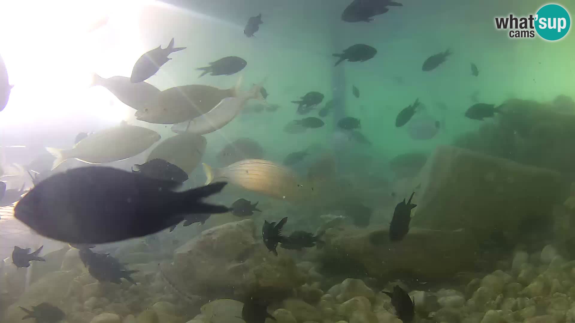 Outdoor Marine Aquarium Rogoznica webcam Croatia