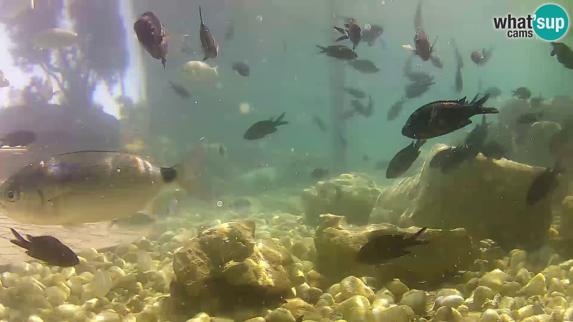 Outdoor Marine Aquarium Rogoznica webcam Croatia