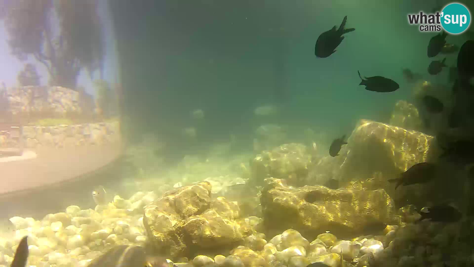 Zunanji morski akvarij Rogoznica spletna kamera Hrvaška