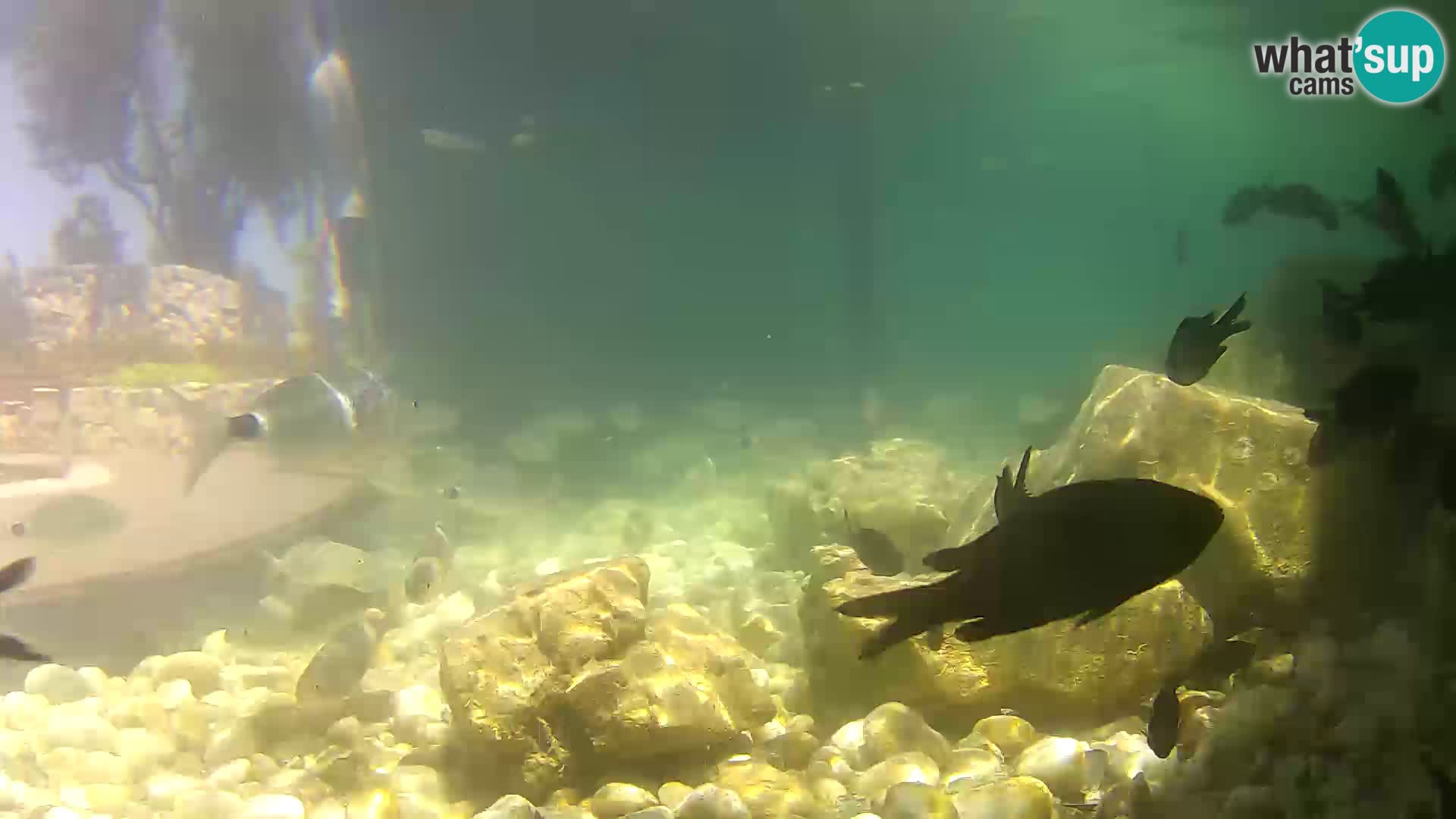 Outdoor Marine Aquarium Rogoznica webcam Croatia