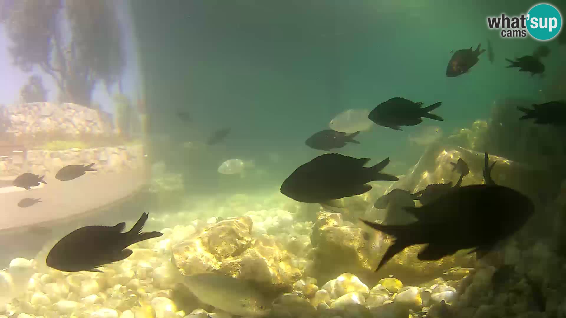 Outdoor Marine Aquarium Rogoznica webcam Croatia