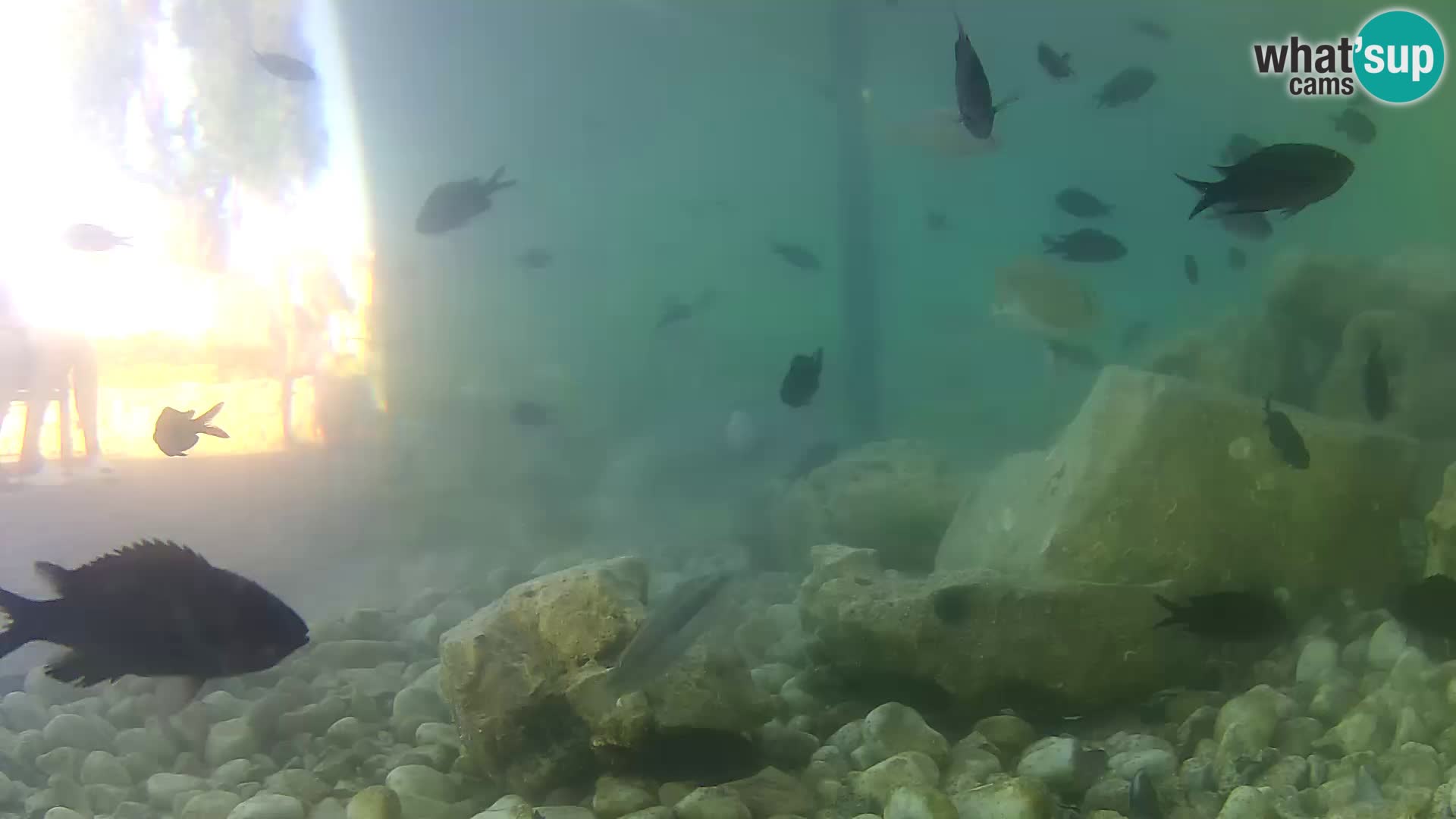 Zunanji morski akvarij Rogoznica spletna kamera Hrvaška