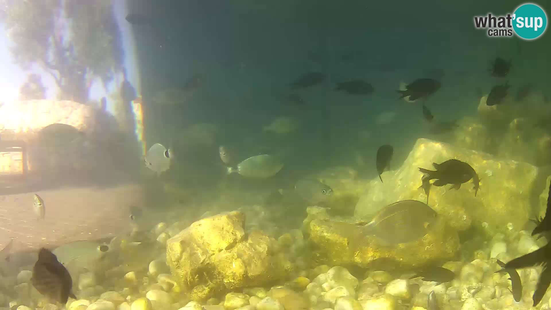 Aquario marino esterno –  Rogoznica livecam Croazia