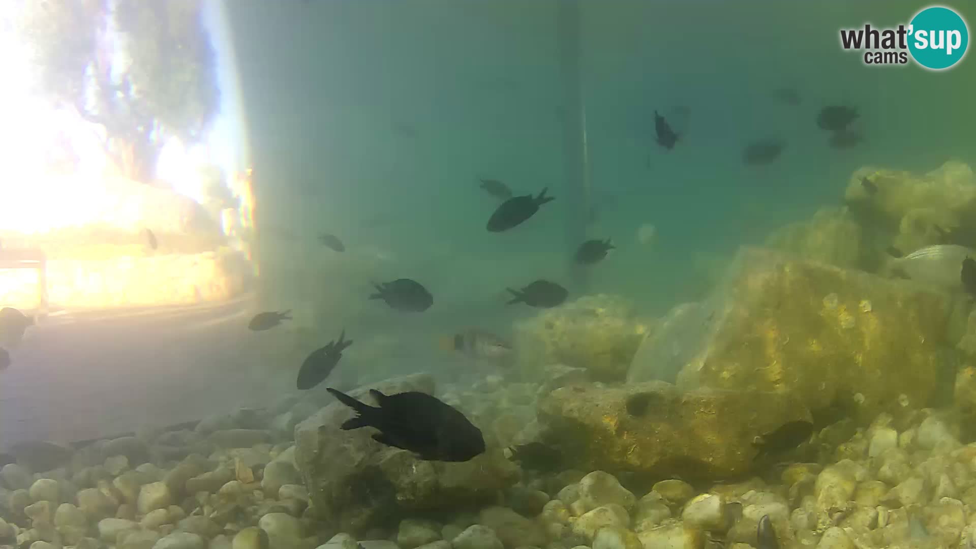Zunanji morski akvarij Rogoznica spletna kamera Hrvaška