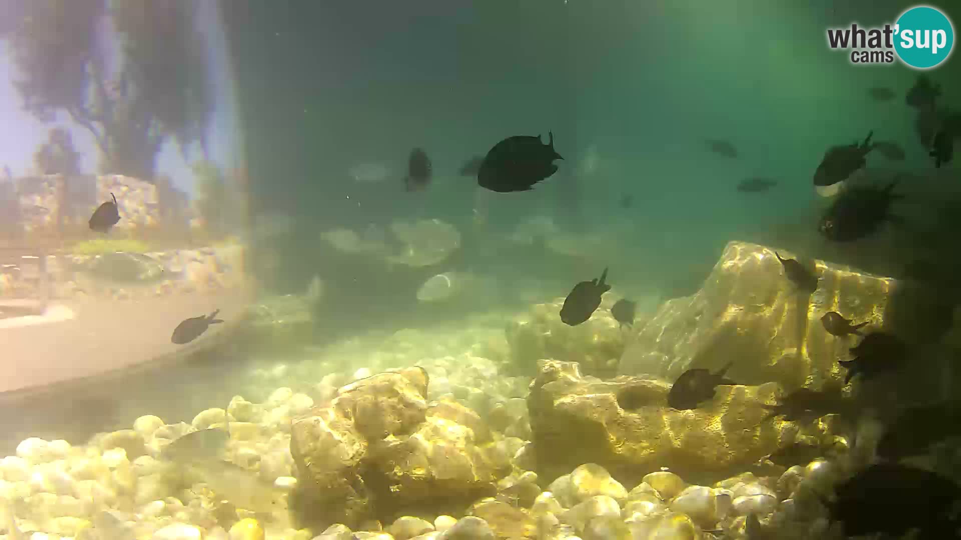 Webcam de l’aquarium marin extérieur de Rogoznica Croatie