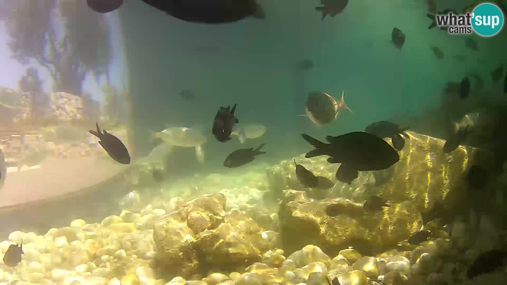 Aquario marino esterno –  Rogoznica livecam Croazia