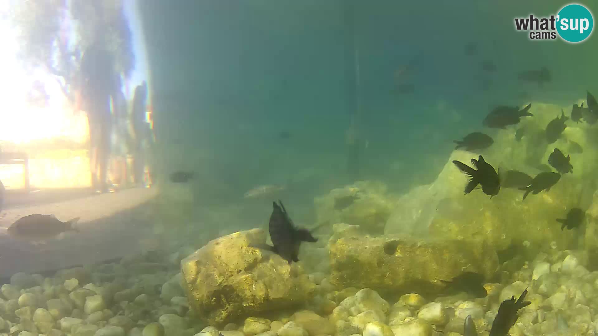 Zunanji morski akvarij Rogoznica spletna kamera Hrvaška