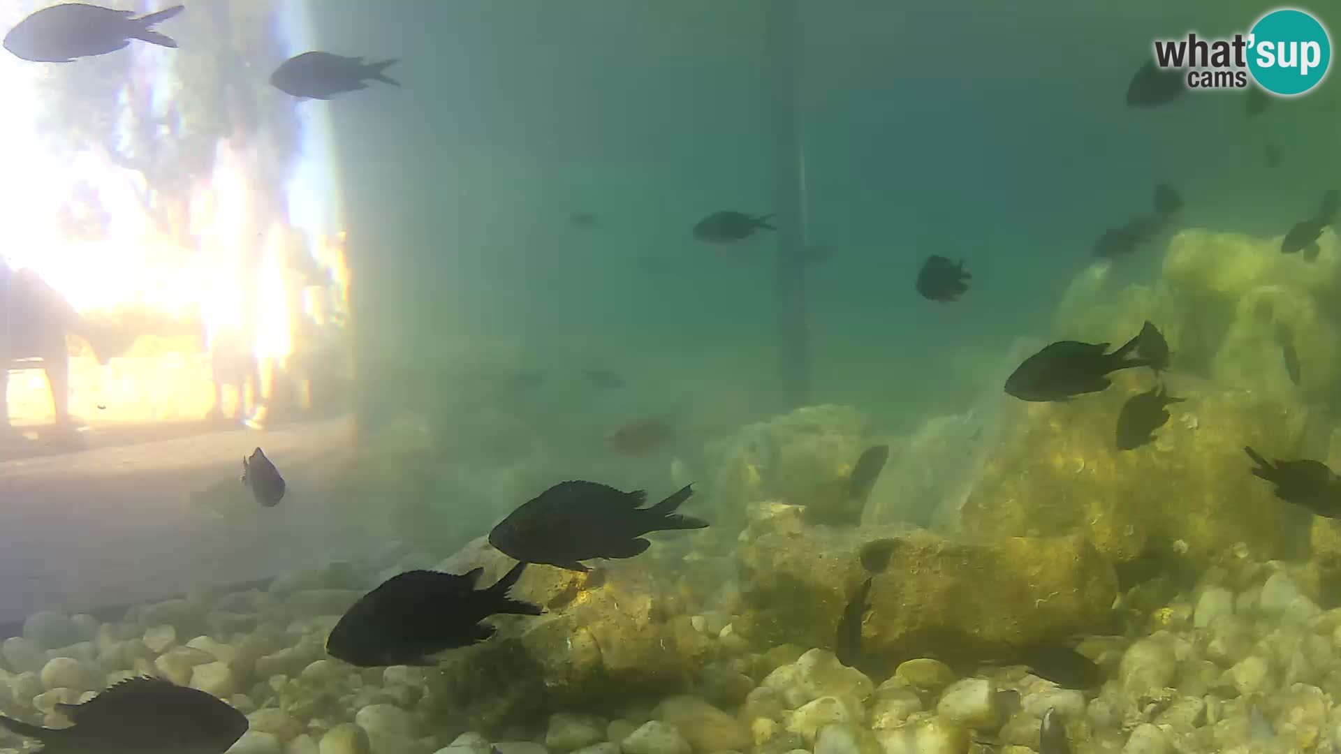 Outdoor Marine Aquarium Rogoznica webcam Croatia