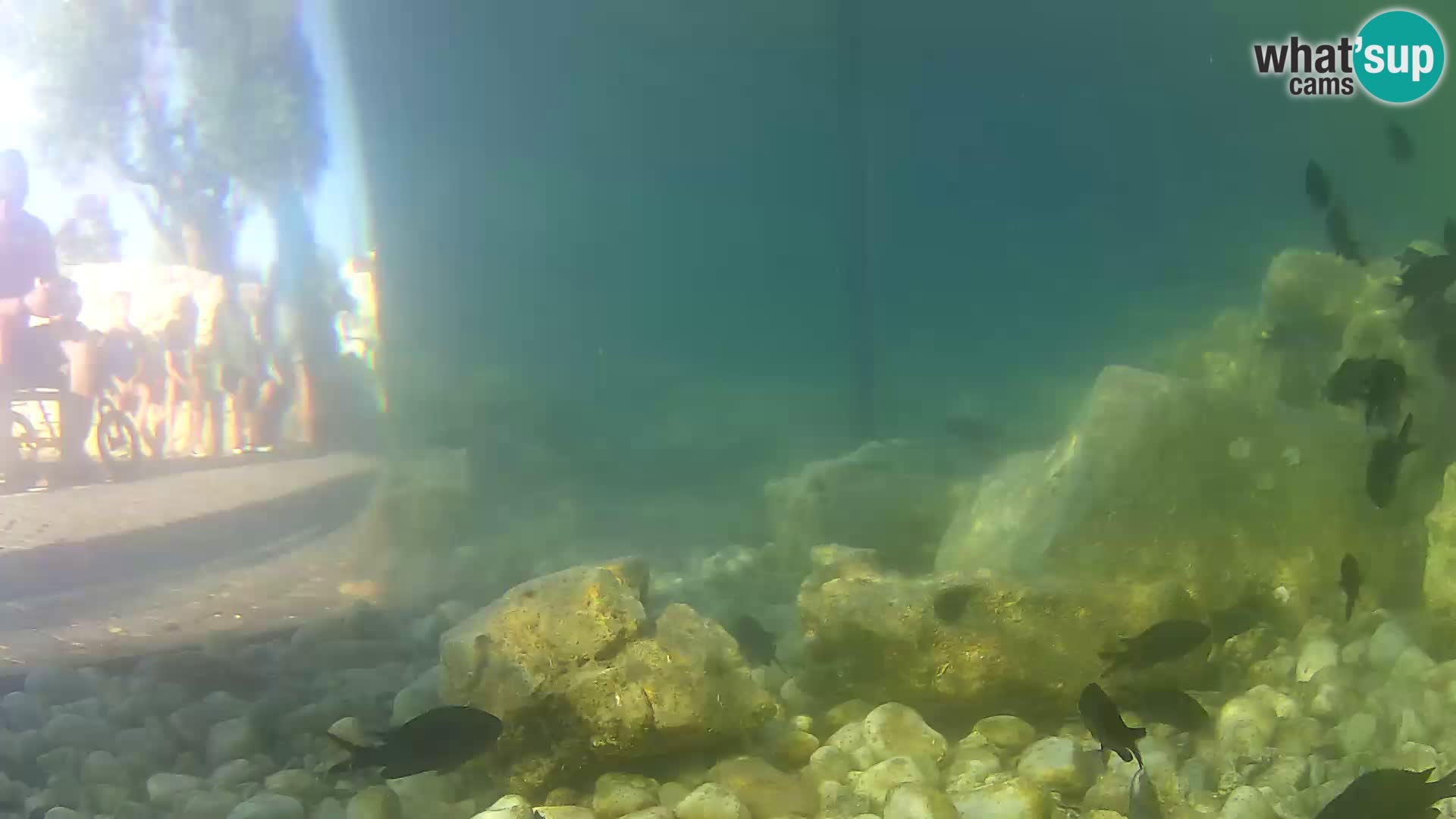 Outdoor Marine Aquarium Rogoznica webcam Croatia