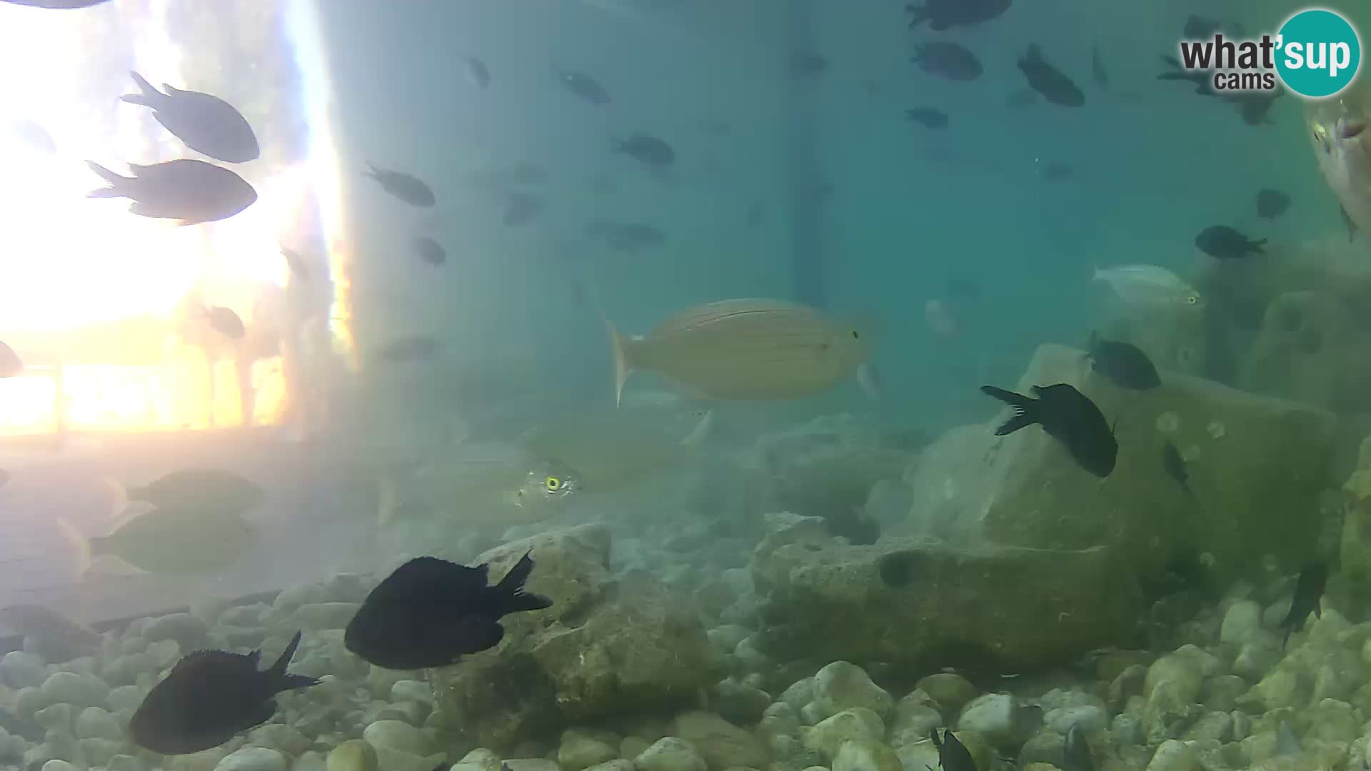 Zunanji morski akvarij Rogoznica spletna kamera Hrvaška